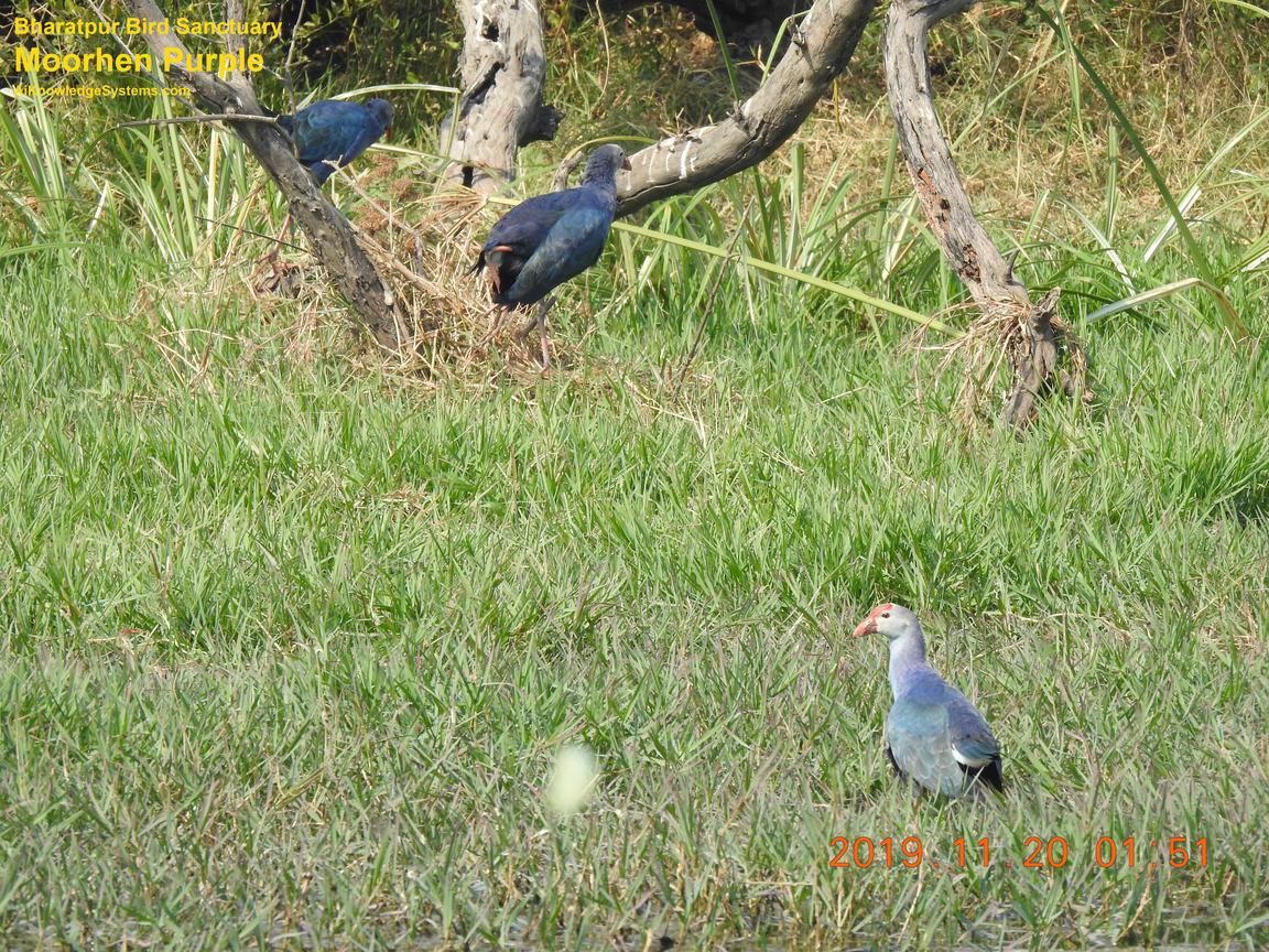 Moorhen Purple (5) Coming Soon